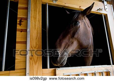 Stock Photography - Horse's head and stable. Fotosearch