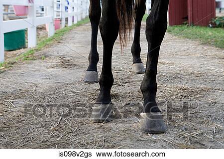 Stock Photograph - Horse's legs and hooves. Fotosearch