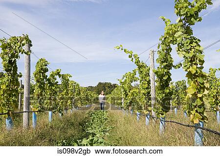 Stock Image - Mid adult woman in vineyard with vines. Fotosearch