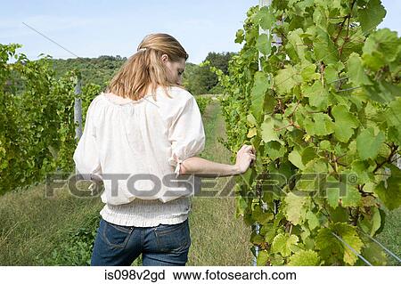 Mid adult woman in vineyard with vines View Large Photo Image Stock Image - Mid adult woman in vineyard with vines. Fotosearch
