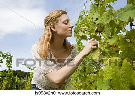Stock Image - Mid adult woman in vineyard with vines. Fotosearch
