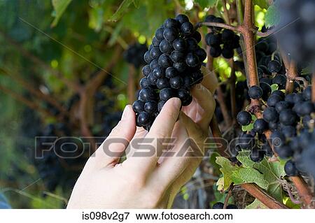 Stock Photo - Mid adult woman in vineyard with vines and black grapes. Fotosearch