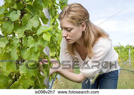 Mid adult woman in vineyard with vines View Large Photo Image Stock Photo - Mid adult woman in vineyard with vines. Fotosearch
