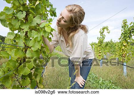 Stock Photograph - Mid adult woman in vineyard with vines. Fotosearch
