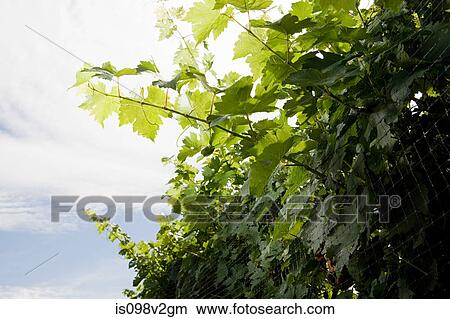 Picture - Vines in vineyard. Fotosearch