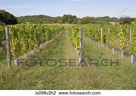 Vines in vineyard View Large Photo Image Stock Image - Vines in vineyard. Fotosearch
