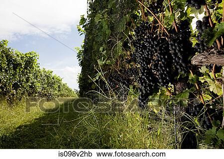 Vines in vineyard View Large Photo Image Stock Image - Vines in vineyard. Fotosearch