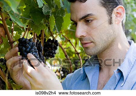 Picture - Young man in vineyard inspecting grapes. Fotosearch