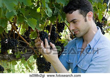 Stock Image - Young man in vineyard inspecting grapes. Fotosearch