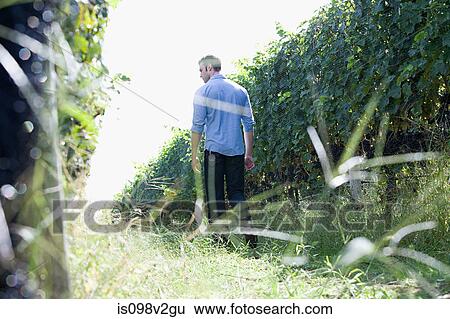 Young man in vineyard View Large Photo Image Stock Photograph - Young man in vineyard. Fotosearch