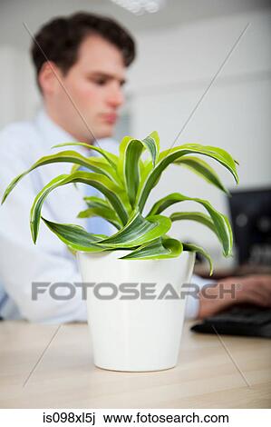 Office worker sitting at desk behind pot plant View Large Photo Image Stock Image - Office worker sitting at desk behind pot plant. Fotosearch