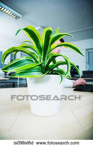 Office worker sitting at desk behind pot plant View Large Photo Image Stock Image - Office worker sitting at desk behind pot plant. Fotosearch