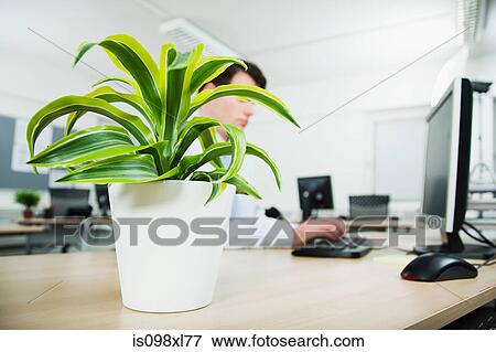 Stock Photo - Office worker using computer behind pot plant. Fotosearch