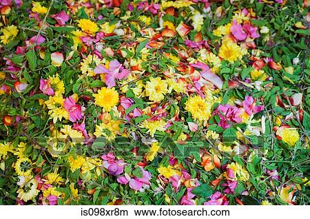 Assorted flowers for sale in market, Mysore, Karnataka View Large Photo Image Picture - Assorted flowers for sale in market, Mysore, Karnataka. Fotosearch