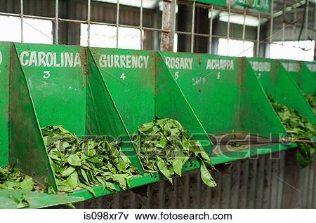 Different types of tea sorting in factory at tea plantation, Coonoor in the Nilgiri Hills, Kerala View Large Photo Image Stock Photo - Different types of tea sorting in factory at tea plantation, Coonoor in the Nilgiri Hills, Kerala. Fotosearch
