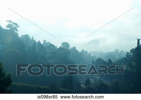 Morning view of the Nilgiri Hills, Coonoor hill station View Large Photo Image Stock Photography - Morning view of the Nilgiri Hills, Coonoor hill station. Fotosearch