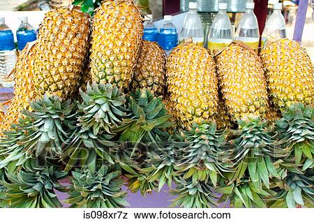 Pineapples for sale, Fort Cochin, Kerala View Large Photo Image Stock Photo - Pineapples for sale, Fort Cochin, Kerala. Fotosearch