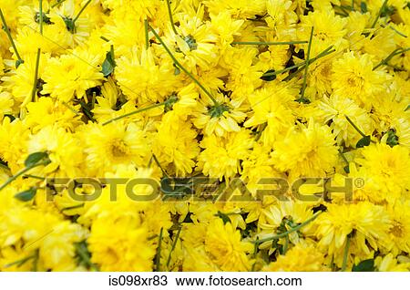 Stock Image - Yellow flowers for sale in market, Mysore, India. Fotosearch