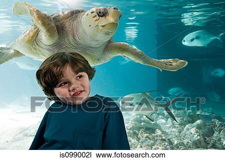 Boy in front of sea turtle in aquarium View Large Photo Image Stock Image - Boy in front of sea turtle in aquarium. Fotosearch