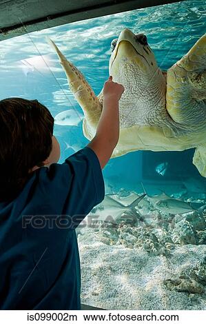 Boy pointing at sea turtle in aquarium View Large Photo Image Picture - Boy pointing at sea turtle in aquarium. Fotosearch