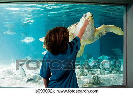 Stock Image - Boy reaching towards sea turtle in aquarium. Fotosearch