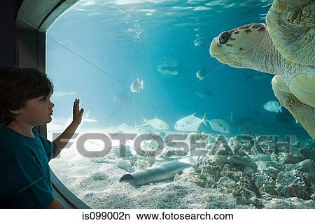 Boy watching sea turtle in aquarium View Large Photo Image Picture - Boy watching sea turtle in aquarium. Fotosearch