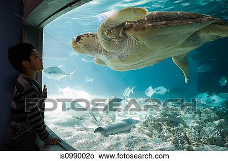Boy watching sea turtle in aquarium View Large Photo Image Picture - Boy watching sea turtle in aquarium. Fotosearch