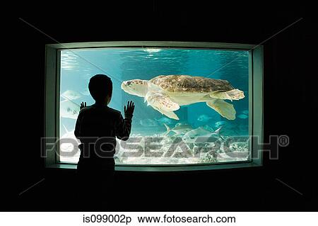 Boy watching sea turtle in aquarium View Large Photo Image Stock Photography - Boy watching sea turtle in aquarium. Fotosearch
