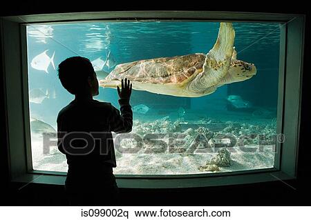 Boy watching sea turtle in aquarium View Large Photo Image Stock Photography - Boy watching sea turtle in aquarium. Fotosearch