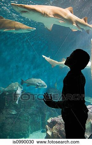 Boy watching sharks in aquarium View Large Photo Image Stock Image - Boy watching sharks in aquarium. Fotosearch