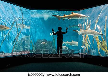 Boy watching sharks in aquarium View Large Photo Image Stock Photo - Boy watching sharks in aquarium. Fotosearch