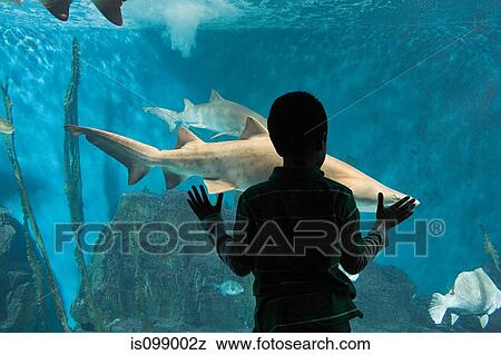 Boy watching sharks in aquarium View Large Photo Image Stock Photo - Boy watching sharks in aquarium. Fotosearch