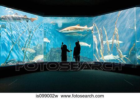 Children watching fish in aquarium View Large Photo Image Stock Photo - Children watching fish in aquarium. Fotosearch