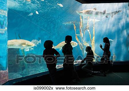 Children watching fish in aquarium View Large Photo Image Stock Photo - Children watching fish in aquarium. Fotosearch