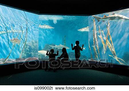 Children watching fish in aquarium View Large Photo Image Stock Photograph - Children watching fish in aquarium. Fotosearch