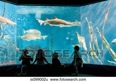 Children watching fish in aquarium View Large Photo Image Stock Photograph - Children watching fish in aquarium. Fotosearch