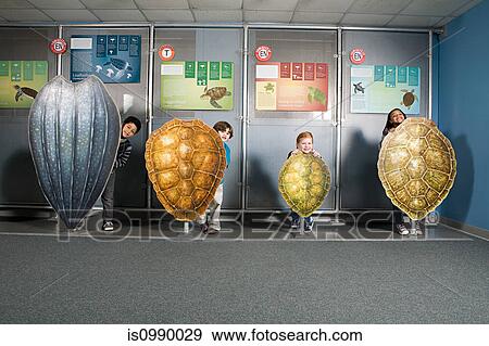 Four friends standing behind sea turtle shells View Large Photo Image Stock Photo - Four friends standing behind sea turtle shells. Fotosearch