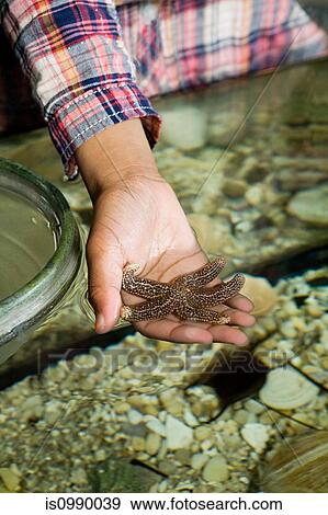 Girl holding starfish in aquarium View Large Photo Image Stock Photo - Girl holding starfish in aquarium. Fotosearch