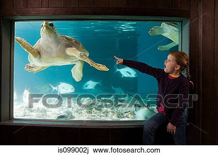 Stock Image - Girl pointing at sea turtle in aquarium. Fotosearch