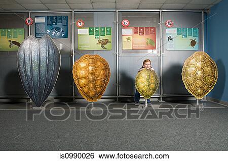 Girl standing behind kemps ridley sea turtle shell View Large Photo Image Stock Photograph - Girl standing behind kemps ridley sea turtle shell. Fotosearch