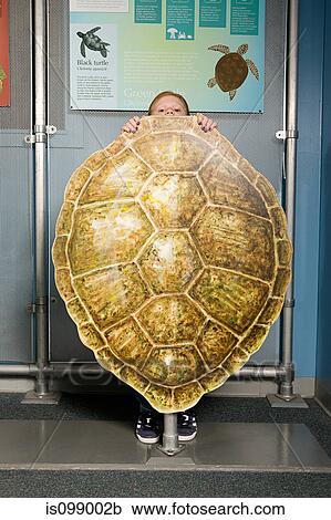 Girl standing behind loggerhead sea turtle shell View Large Photo Image Stock Image - Girl standing behind loggerhead sea turtle shell. Fotosearch