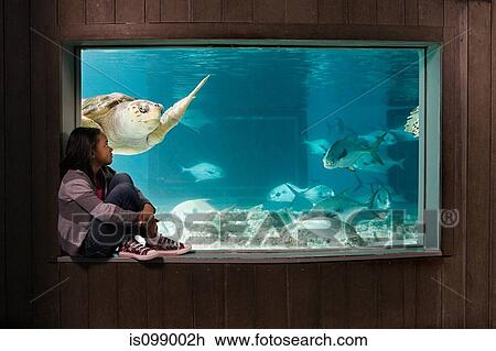 Stock Image - Girl watching sea turtle in aquarium. Fotosearch