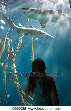 Girl watching sharks in aquarium View Large Photo Image Stock Photography - Girl watching sharks in aquarium. Fotosearch