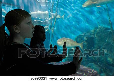 Girls staring at fish in aquarium View Large Photo Image Stock Image - Girls staring at fish in aquarium. Fotosearch