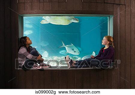 Girls watching sea turtle in aquarium View Large Photo Image Stock Image - Girls watching sea turtle in aquarium. Fotosearch