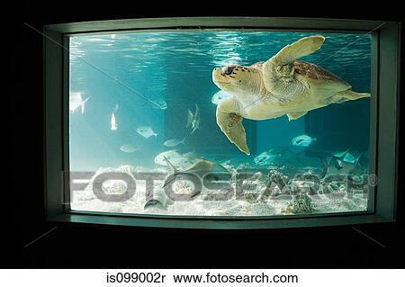 Sea turtle in aquarium View Large Photo Image Stock Photography - Sea turtle in aquarium. Fotosearch