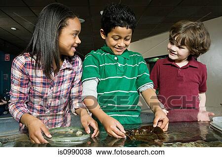 Three friends at aquarium, boy holding seaweed View Large Photo Image Stock Photo - Three friends at aquarium, boy holding seaweed. Fotosearch