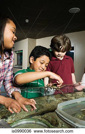 Three friends at aquarium, boy holding crab View Large Photo Image Stock Photograph - Three friends at aquarium, boy holding crab. Fotosearch