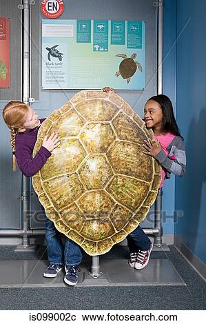 Two girls standing behind green sea turtle shell View Large Photo Image Stock Image - Two girls standing behind green sea turtle shell. Fotosearch