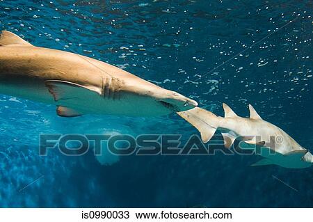 Stock Image - Two sharks in aquarium. Fotosearch